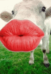 Animated_Kisscow.gif