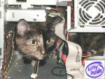 CatinPC.jpg