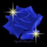 bluerose.jpg