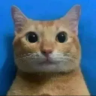 L3giT